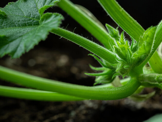 Не делайте этого – кабачки не дадут плодов