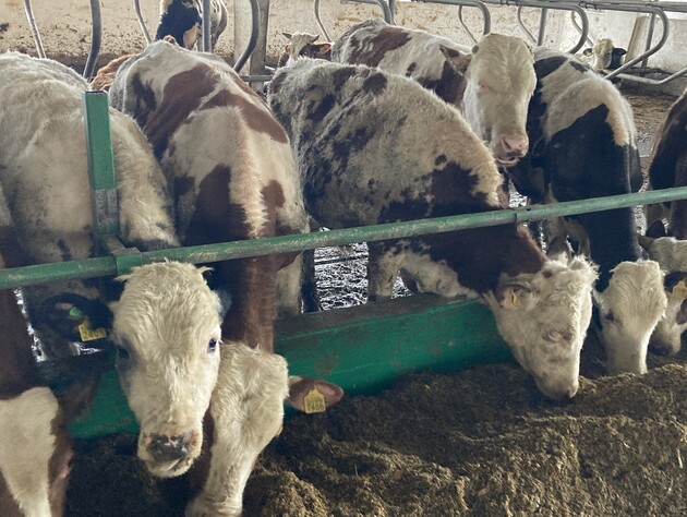 Дроны РФ убили десятки коров на ферме в Харьковской области – ОВА