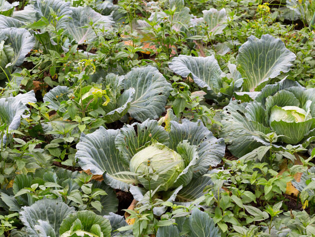Посадите это рядом с капустой – и она вырастет крепкой, сочной и даст щедрый урожай