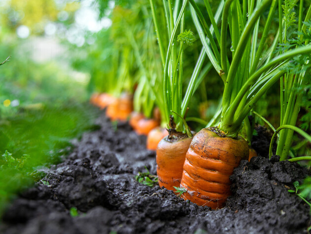 Даже свежие семена могут не прорасти. Пять причин, почему морковь не всходит