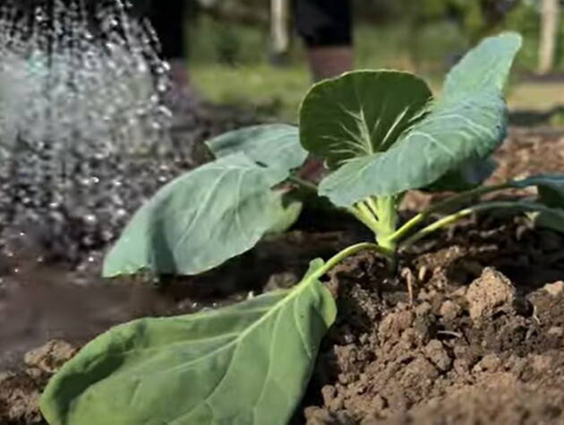 Капуста любить це найбільше. Городниця розповіла, чим підживити розсаду під час висаджування у ґрунт