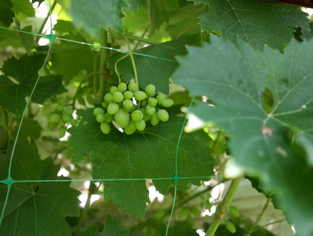 Сделайте это с виноградом в мае, чтобы со временем получить щедрый урожай. Календарь работ