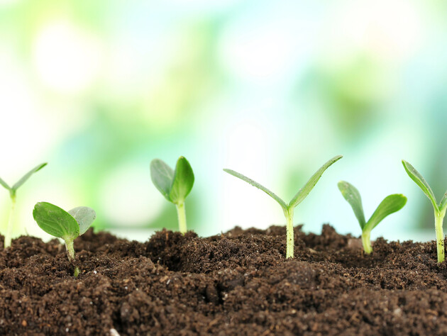 Внесите эти натуральные удобрения под овощи в мае, чтобы они росли все лето даже без подкормки