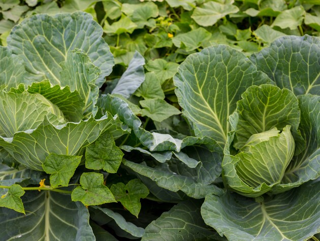 Посадіть це поруч із капустою – і зберете щедрий урожай соковитих і великих головок