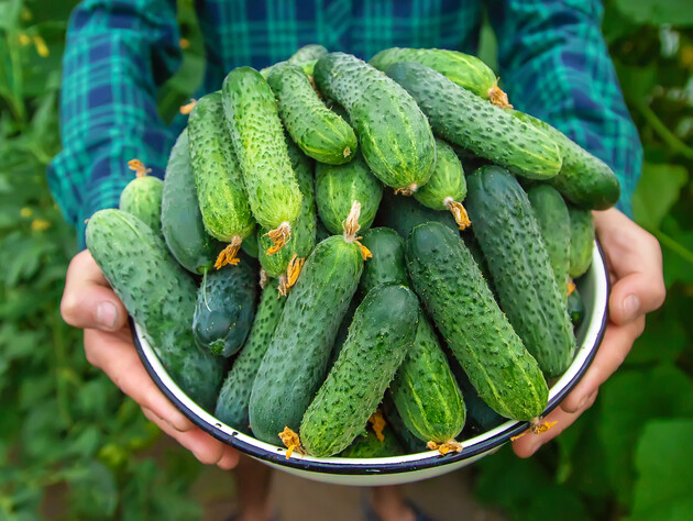 Посадите огурцы этих сортов, чтобы получить рекордный урожай. Названы три сорта, которые не боятся холода