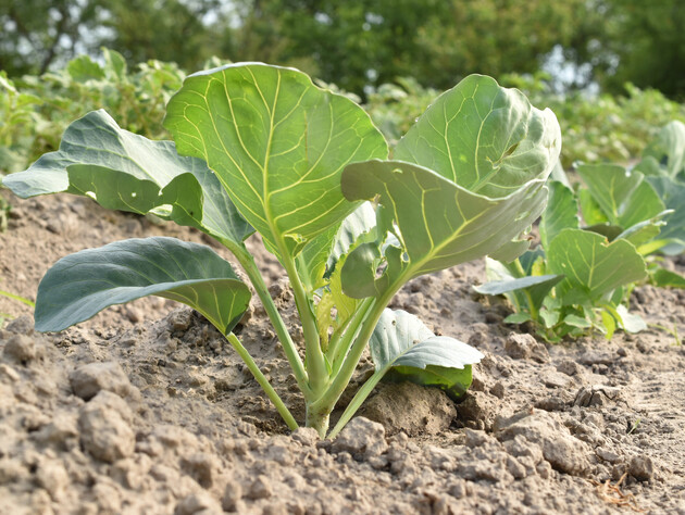 Избегайте этого соседства на грядке – иначе кочаны капусты будут маленькими и невкусными