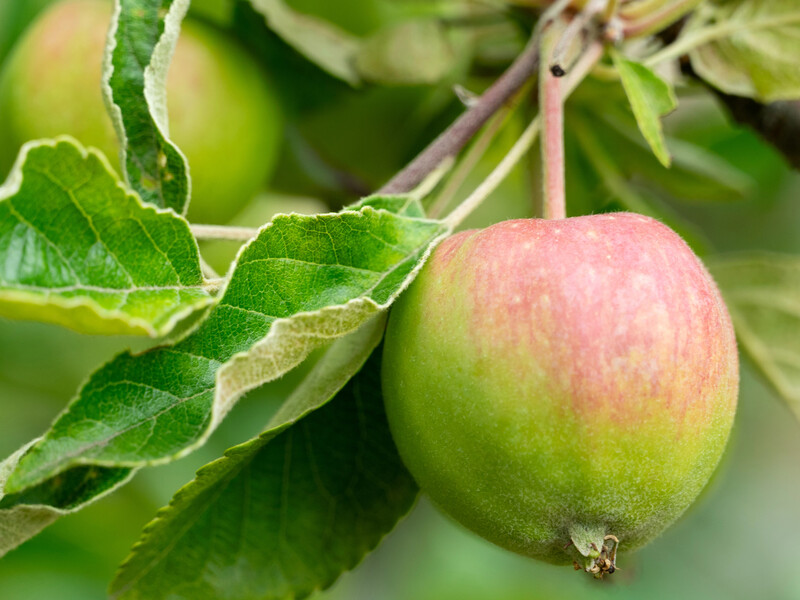 Подкормите этим в мае свой сад – и соберете щедрый урожай сочных плодов