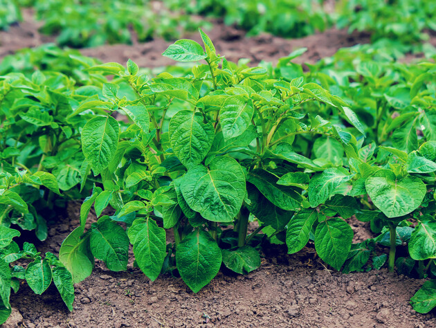 Посадите эти цветы на своем участке – и они защитят урожай от тли и колорадского жука