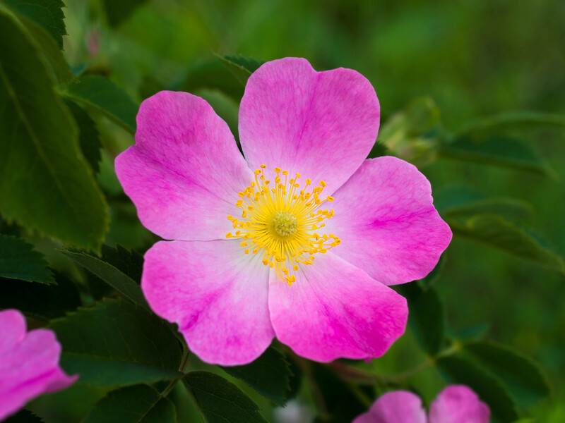 Эти признаки говорят, что сортовая роза превращается в шиповник. Как распознать дикие побеги