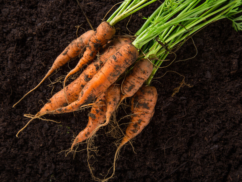 Если будете делать это – морковь вырастет кривой. Названы главные причины