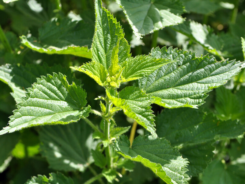 Залейте крапиву водой, перемешайте – и уже через 14 дней получите мощное натуральное удобрение