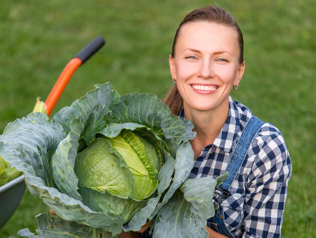 Правильно посейте капусту, чтобы она выросла большой и крепкой