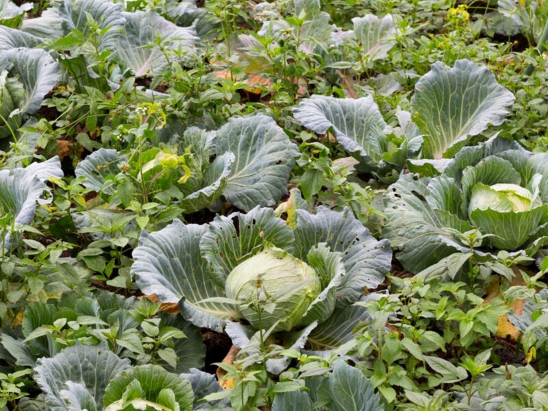 Внесите в мае это удобрение без химии – и капуста завяжет крупные кочаны. Рецепт эффективной подкормки