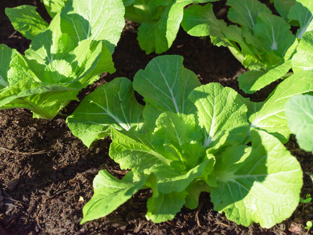 Городники пояснили, чому цвіте пекінська капуста