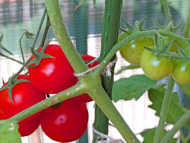 После этой подкормки томаты активно пойдут в рост и дадут щедрый урожай. Рецепт удобрения без химии