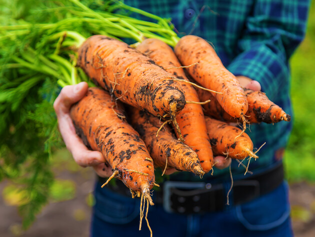 Настаивайте раствор в течение суток и полейте растение. Как вырастить сочную, гладкую морковь без трещин