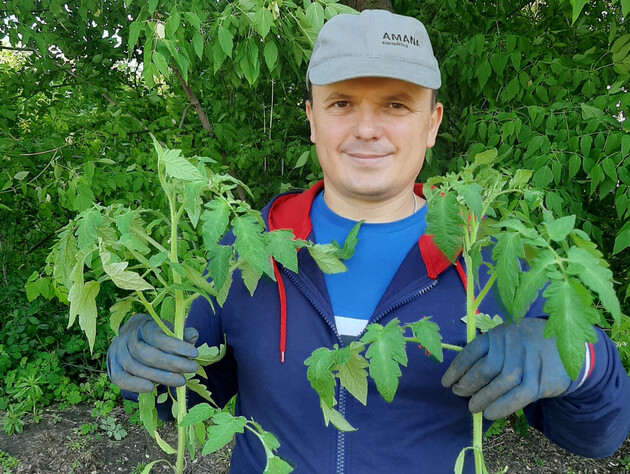 Через одну помилку розсада томатів може зменшитися у зрості й затримати врожай на місяць