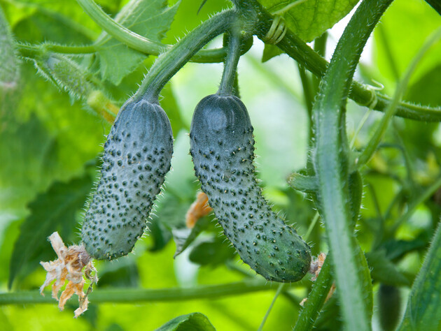Обработайте листья этой подкормкой без химии – и огурцы будут активно формировать новые завязи