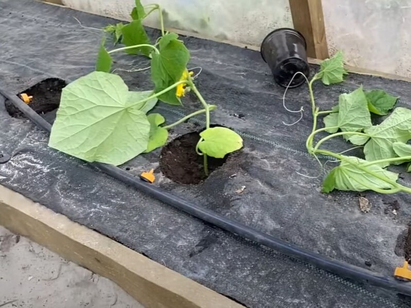 Добавьте это в каждую лунку – и огурцы будут щедро плодоносить без остановки весь сезон