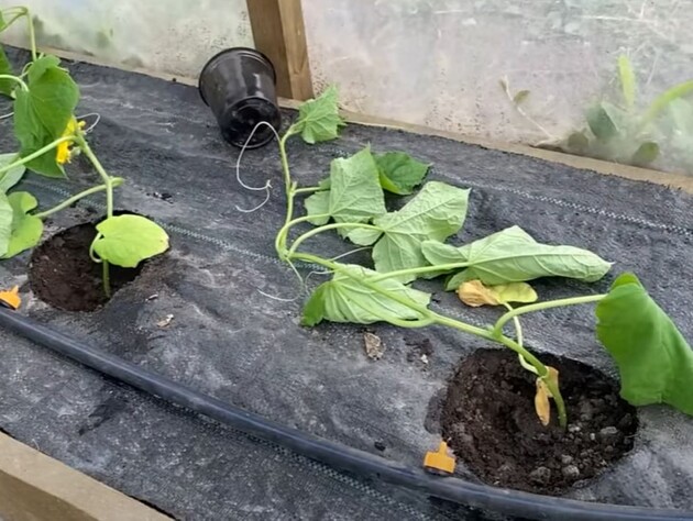 Додайте це в кожну лунку – й огірки будуть щедро плодоносити без упину весь сезон