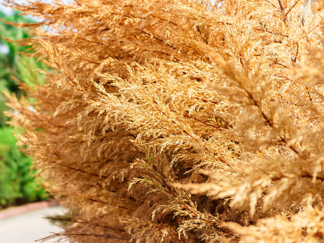 Почему усыхает одна или несколько туй в ряду? Садоводы назвали шесть причин