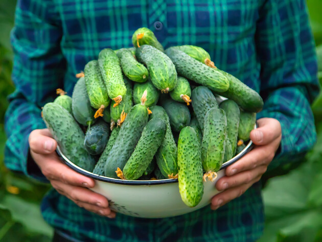 Хотите пышное цветение на огурцах, много завязей и крепких плодов? Три рецепта дрожжевой подкормки