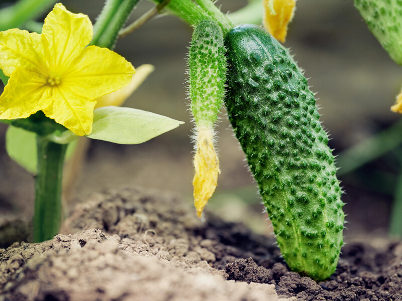 Обробіть цим листя – й огірки щедро плодоноситимуть усе літо. Рецепт трьох підживлень без хімії