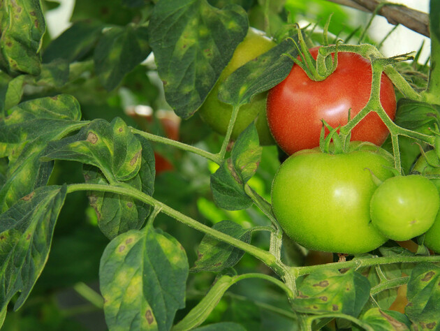 Вливайте этот раствор под каждый куст томатов, если они пожелтели
