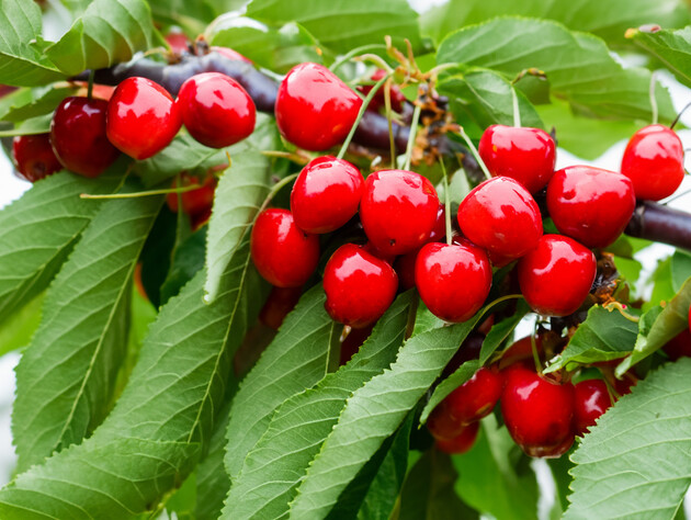 Срочно обработайте сад от вишневой мухи этим препаратом – и соберете щедрый урожай вишни и черешни