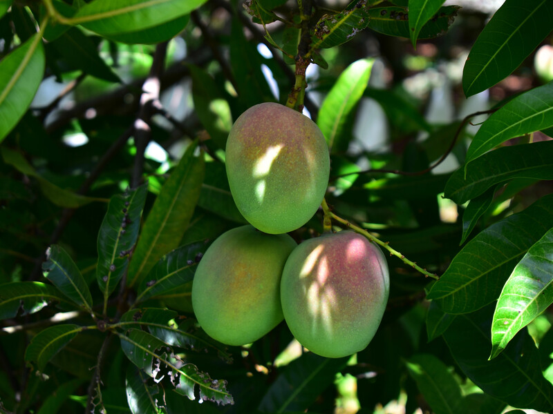 Хочете великі й солодкі фрукти? Видаліть частину зав'язі – що саме треба обрізати