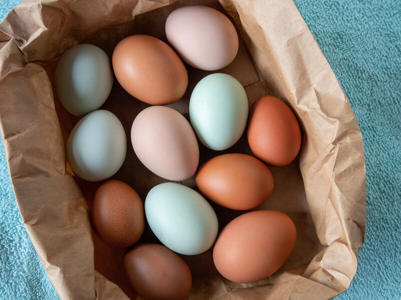Как получить корзину голубых, розовых и коричневых яиц. Породы кур, несущих необычные яйца