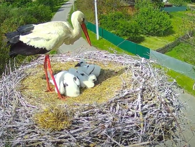 Партнер відомої лелеки Одарки виніс пташеня із гнізда і здивував орнітологів. Відео