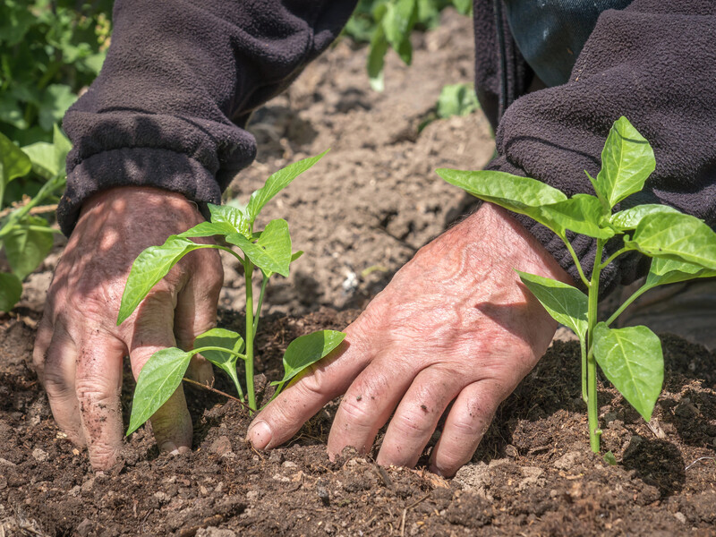 Поливайте этим перец каждые две недели – и он вырастет крупным и сочным. Рецепт подкормки без химии