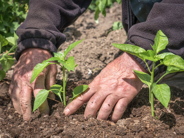 Поливайте цим перець що два тижні – і він виросте соковитим і великим. Рецепт підживлення без хімії