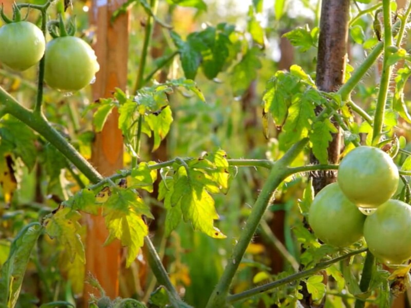 Растворите в воде этот дешевый аптечный препарат – и томаты не будут болеть. Секретный лайфхак