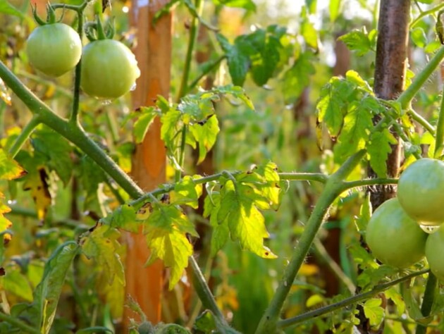 Растворите в воде этот дешевый аптечный препарат – и томаты не будут болеть. Секретный лайфхак