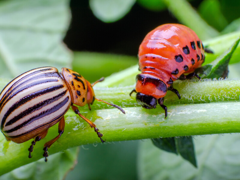 Огородница назвала эффективный инсектицид для защиты картофеля от колорадского жука