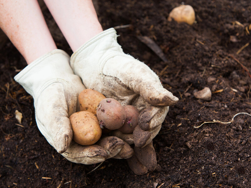 Зробіть це з мерзлою картоплею, щоб урятувати врожай. Поради городників