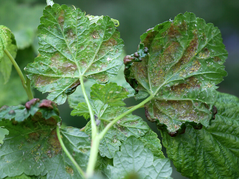 Если увидели это на листьях – смородину надо спасать