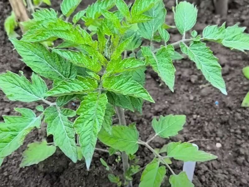 Когдо холодно и сыро, обработайте этим томаты, чтобы спасти урожай от фитофторы 