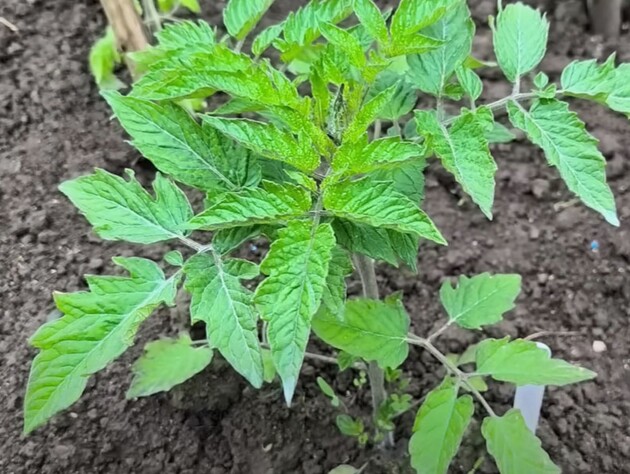 Когдо холодно и сыро, обработайте этим томаты, чтобы спасти урожай от фитофторы 