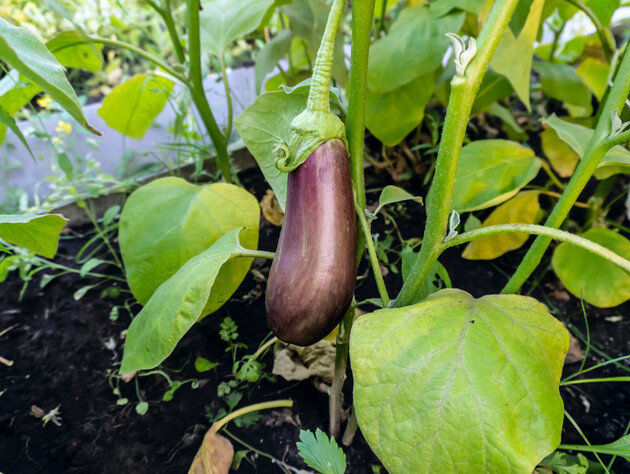 Не садите баклажаны на этом месте – урожая не дождетесь. Огородники раскрыли главный секрет