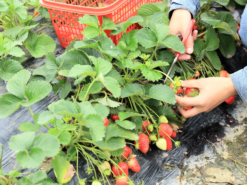 Полейте этим клубнику в конце мая – и она будет невероятно сладкой