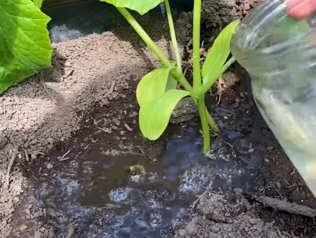 Огірки відразу підуть у ріст після цього простого підживлення з дешевого аптечного препарату