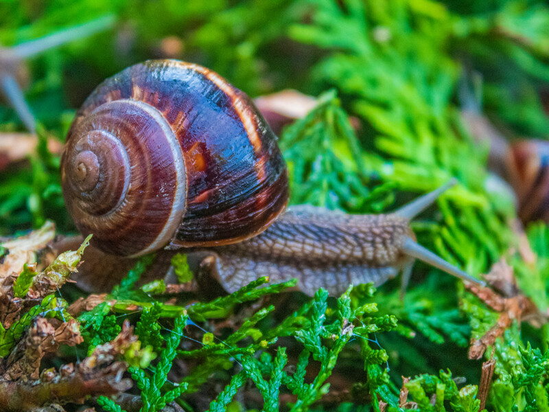 Слизни исчезли сами – садовница нашла решение, которое не вредит ни почве, ни урожаю