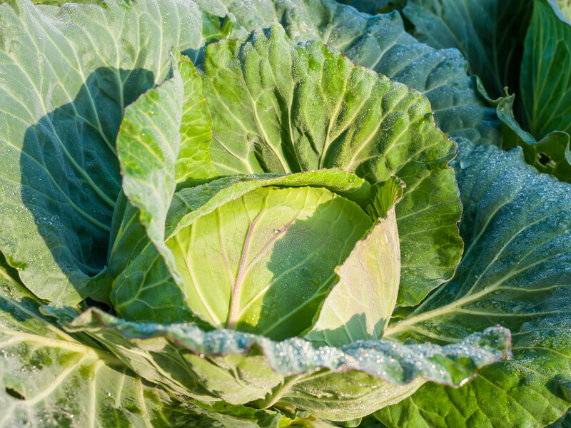 Этот раствор формирует крепкие кочаны капусты и отпугивает блошек – без химии и затрат