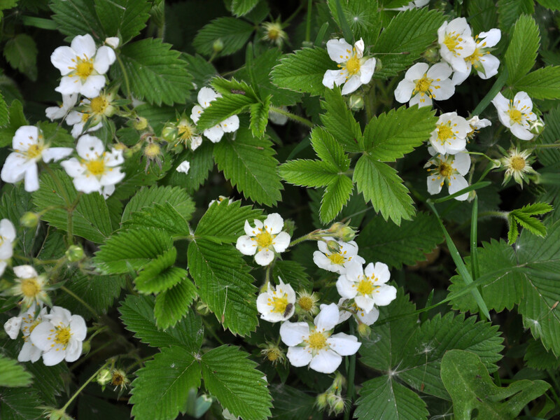 Ни в коем случае не подкармливайте клубнику во время цветения этим. Названы удобрения, от которых следует отказаться