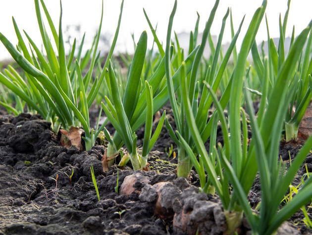 Отложите посадку лука именно в это время, иначе он пойдет в стрелки. Секретное правило щедрого урожая