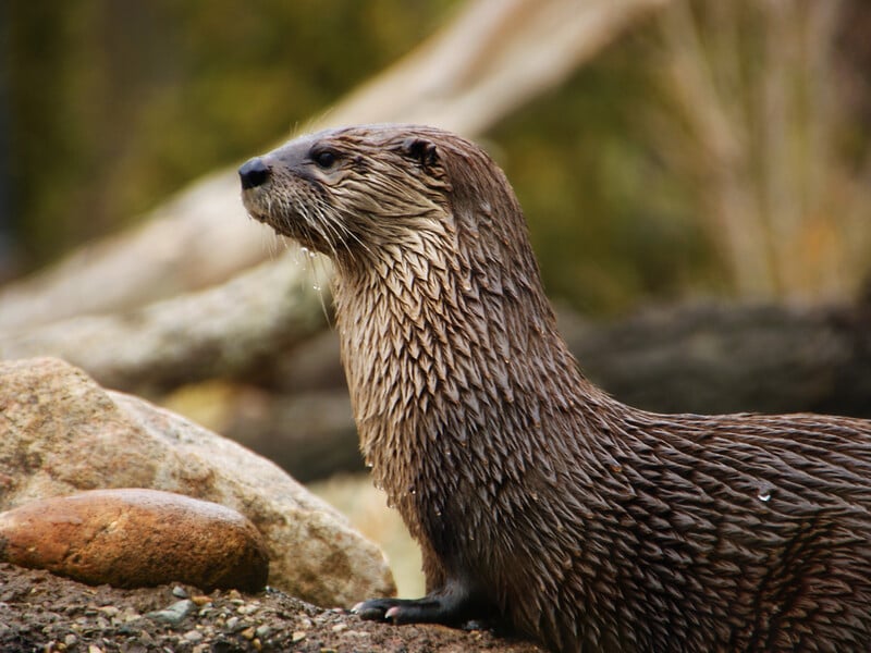 Хотели назвать в честь Зеленского, но назвали как короля. В Стокгольме выбрали имя для выдры