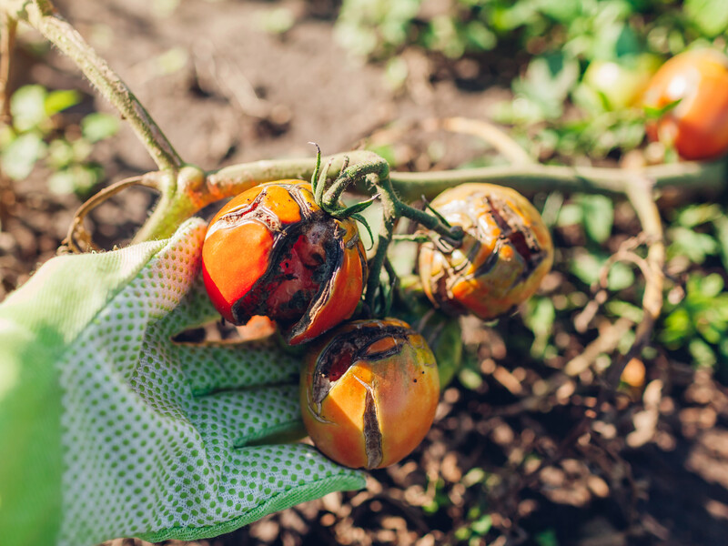 Названо лучшее средство от фитофторы на помидорах
